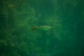 Rutilus rutilus - Roach fish in a beautiful lake in austria, underwater photography in a lake Royalty Free Stock Photo
