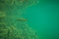 Rutilus rutilus - Roach fish in a beautiful lake in austria, underwater photography in a lake Royalty Free Stock Photo