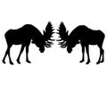 Rutting behavior of moose