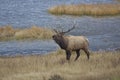 Rutting Bull Elk Bugling Royalty Free Stock Photo