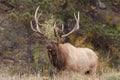 Rutting Bull Elk Bugling Royalty Free Stock Photo