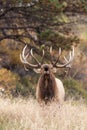 Rutting Bull Elk Bugling Royalty Free Stock Photo