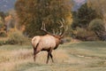 Rutting Bull Elk Bugling Royalty Free Stock Photo