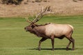 Rutting Bull Elk Bugling Royalty Free Stock Photo