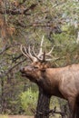 Rutting Bull Elk Bugling Royalty Free Stock Photo