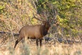Rutting Bull Elk Bugling Royalty Free Stock Photo