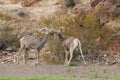 Rutting Desert Bighorn Rams Sparring Royalty Free Stock Photo