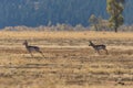 Rutting Pronghorn Buck and Doe