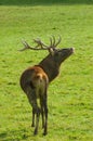 Rutting red deer