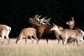 Rutting Red Deer Royalty Free Stock Photo