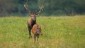 Rutting red deer stag sniffing for a scents of a hing in heat. Royalty Free Stock Photo