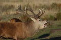 A rutting red deer stag bellowing close up Royalty Free Stock Photo