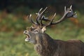 A rutting red deer stag bellowing up close