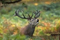 A rutting red deer stag bellowing up close Royalty Free Stock Photo