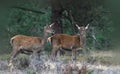 Rutting red deer in the Veluwe National Parc Royalty Free Stock Photo