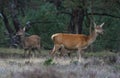 Rutting red deer in the Veluwe National Parc Royalty Free Stock Photo