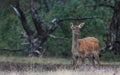 Rutting red deer in the Veluwe National Parc Royalty Free Stock Photo