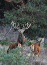 Rutting red deer in the Veluwe National Parc Royalty Free Stock Photo