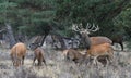 Rutting red deer in the Veluwe National Parc Royalty Free Stock Photo