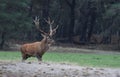 Rutting red deer in the Veluwe National Parc Royalty Free Stock Photo
