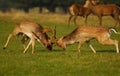 Rutting Season Royalty Free Stock Photo