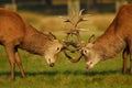 Rutting Season Royalty Free Stock Photo