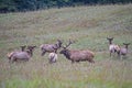 In rutting season, a bull elk checks out his harem of females. Royalty Free Stock Photo