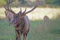 Head shot of a bull Elk with large antlers in Cataloochee. Royalty Free Stock Photo