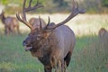 Head shot of a bull Elk with large antlers in Cataloochee. Royalty Free Stock Photo