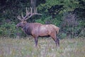 A large antlered Elk stands watching over his herd during the rutting season. Royalty Free Stock Photo