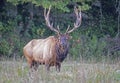 Massive Bull Elk, with huge antlers stands in a grassy field. Royalty Free Stock Photo