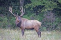 Massive Bull Elk, with massive antlers looking over his shoulders. Royalty Free Stock Photo