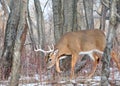 Rutting Whitetail Buck