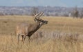 Rutting Whitetail Deer Buck in Autumn Royalty Free Stock Photo