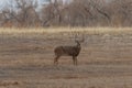 Whitetail Deer Buck in Fall in Colorado Royalty Free Stock Photo