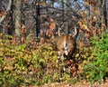 Rutting Whitetail Deer Buck Running Royalty Free Stock Photo