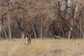 Whitetail Deer Buck Running in Autumn Royalty Free Stock Photo