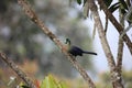 Ruwenzori turaco Royalty Free Stock Photo