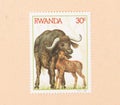 A stamp printed in Rwanda shows a waterbuffalo with a young, circa 1984