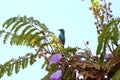 Rwandan colorful bird eating nectar in tree in tropical forest Royalty Free Stock Photo