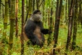 Rwandan golden monkey sitting in the middle of bamboo forest, Rwanda Royalty Free Stock Photo