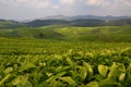 Rwandan Hills: A Popular Location for Tea Growing and Tea Leaf Collection in Africa