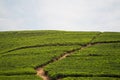 Rwandan Tea Plantations