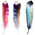 RWatercolor bird feather from wing isolated.