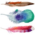 RWatercolor bird feather from wing isolated.