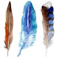 RWatercolor bird feather from wing isolated.