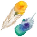 RWatercolor bird feather from wing isolated.