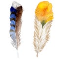 RWatercolor bird feather from wing isolated.