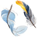 RWatercolor bird feather from wing isolated.