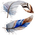 RWatercolor bird feather from wing isolated.